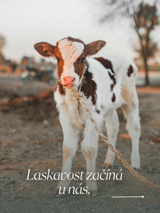 Dnes slavíme Světový den laskavosti. 💛 Pro nás je to připomínka, že laskavost může mít různé podoby - chvíle klidu, dotek...